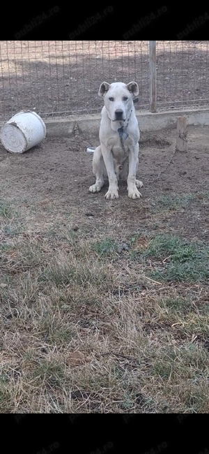 mascul kangal  ciobănesc femelă - imagine 3