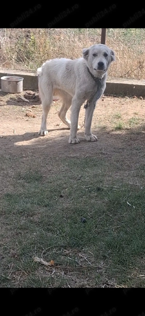 mascul kangal  ciobănesc femelă - imagine 4