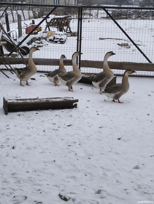 Gâște americane ouătoare  - imagine 3