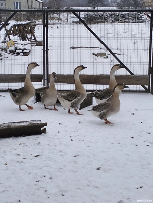 Gâște americane ouătoare  - imagine 2