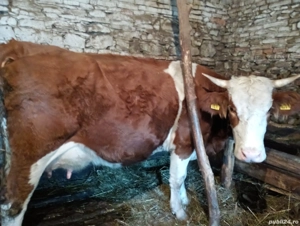 2Vaci de vanzare - imagine 2