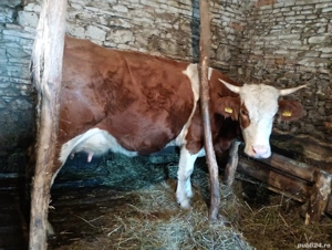 2Vaci de vanzare - imagine 3