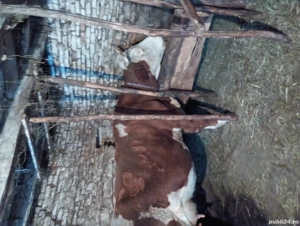 2Vaci de vanzare - imagine 5