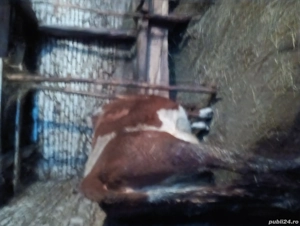 2Vaci de vanzare - imagine 4