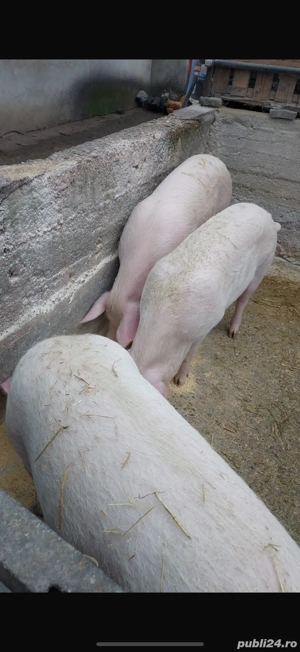 Vand Porci Marele Alb 10 lei kg  - imagine 2