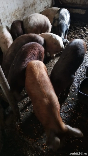 Purcei Duroc cu Petrean