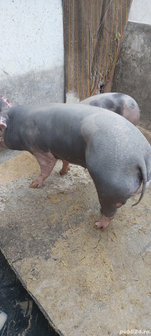 scrofita pietrain de vanzare - imagine 4