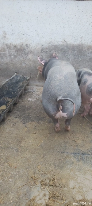 scrofita pietrain de vanzare - imagine 2