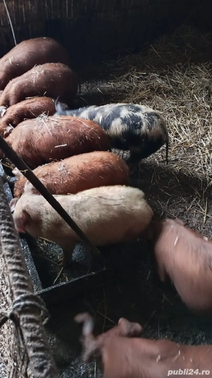 Purcei Duroc cu Petrean - imagine 3