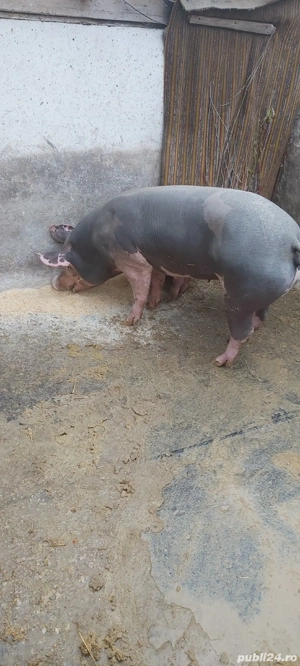 scrofita pietrain de vanzare