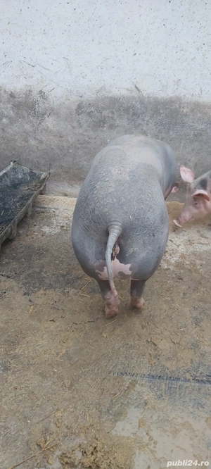 scrofita pietrain de vanzare - imagine 3