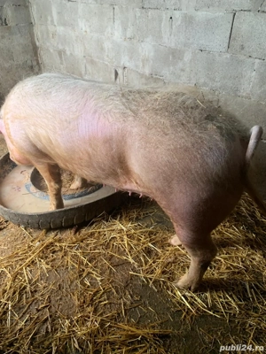 Porci de Vânzare!! - imagine 3