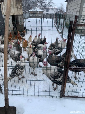 Curcani și curci de vânzare!