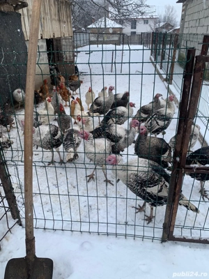 Curcani și curci de vânzare! - imagine 2