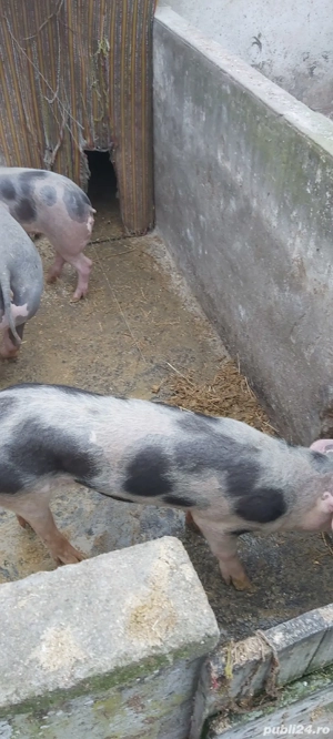 grasuni pietrain de vanzare 