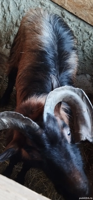 Vând țap alpin francez  - imagine 3