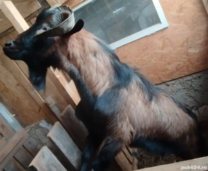 Vând țap alpin francez 