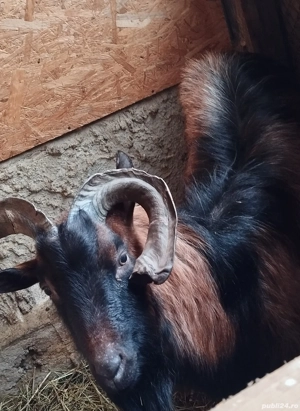 Vând țap alpin francez  - imagine 4