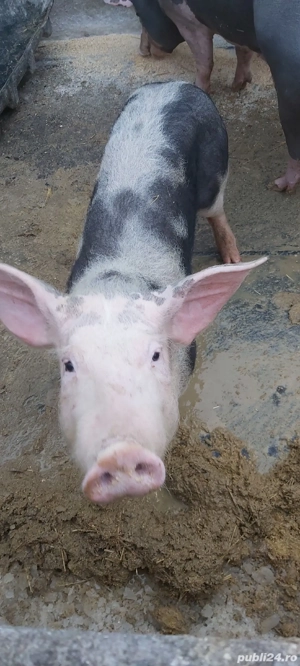 grasuni pietrain de vanzare  - imagine 4