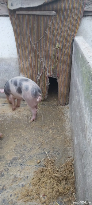 grasuni pietrain de vanzare  - imagine 2