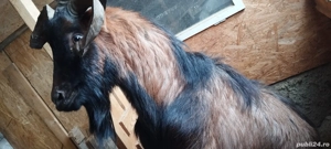 Vând țap alpin francez  - imagine 2