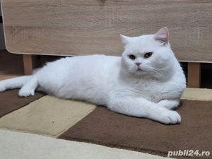 Motan British M O N T A - imagine 2