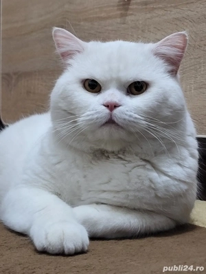 Motan British M O N T A