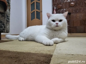 Motan British M O N T A - imagine 3