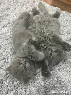 British longhair de vanzare - imagine 3