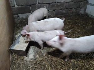 Vând purcei 2 luni și porci 55 -70 kg