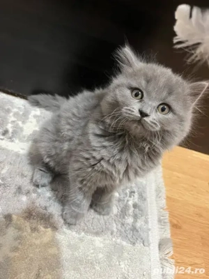 British longhair de vanzare - imagine 2
