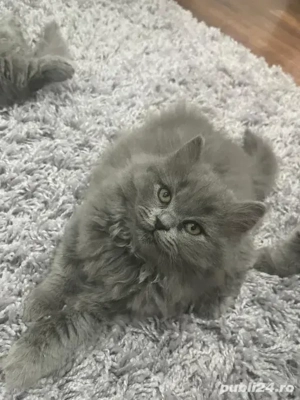 British longhair de vanzare