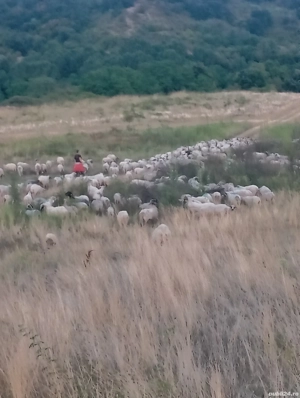 Vind 180 oi tinere fătate cu miei - imagine 3