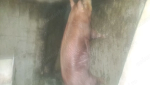 Porc 160kg - imagine 2