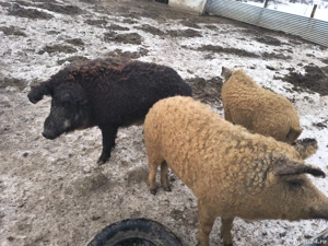 Vând Vier Mangalița  - imagine 3