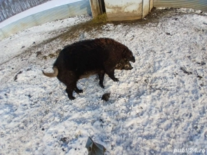 Vând Vier Mangalița  - imagine 2