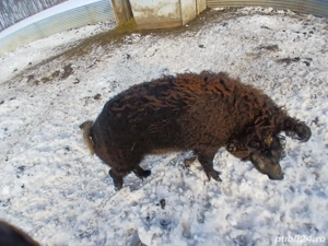 Vând Vier Mangalița 