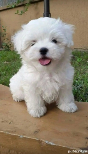 Bichon maltez 650 lei