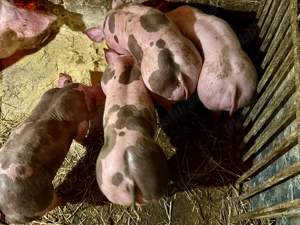 Pietran belgian  - imagine 2