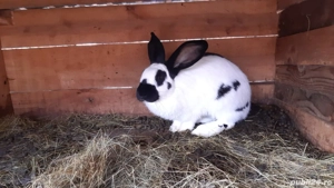 Iepuroaice Fluture German  - imagine 2