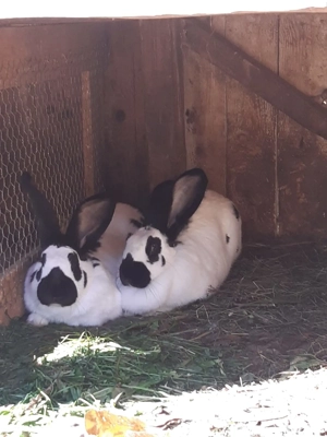 Iepuroaice Fluture German 