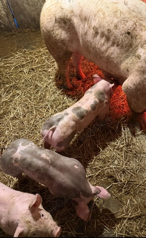 Pietran belgian  - imagine 3