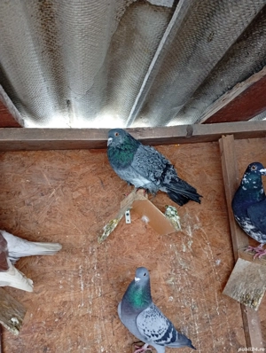 Porumbei ornament : creti , jucator de botosani , voiajori   - imagine 5