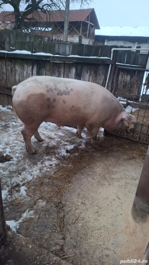 Porc de carne ... - imagine 2