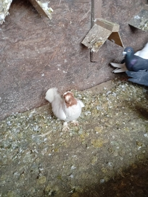 Porumbei ornament : creti , jucator de botosani , voiajori   - imagine 4