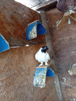 Porumbei ornament : creti , jucator de botosani , voiajori   - imagine 2