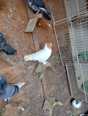 Porumbei ornament : creti , jucator de botosani , voiajori   - imagine 3