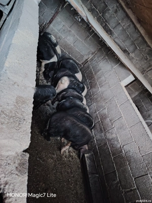 grasuni si purcei Bazna - imagine 3