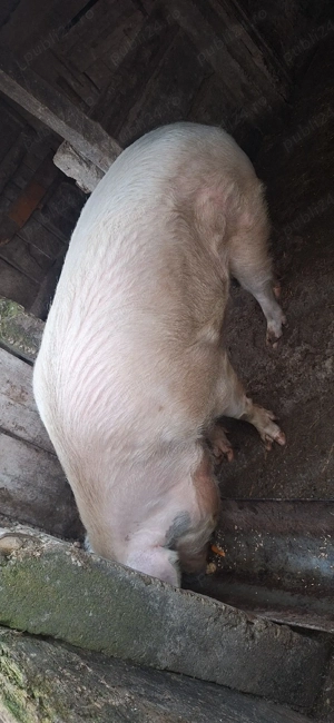 Porc de vanzare - imagine 5