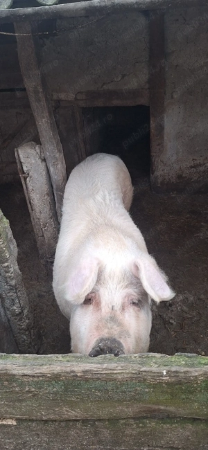 Porc de vanzare - imagine 4